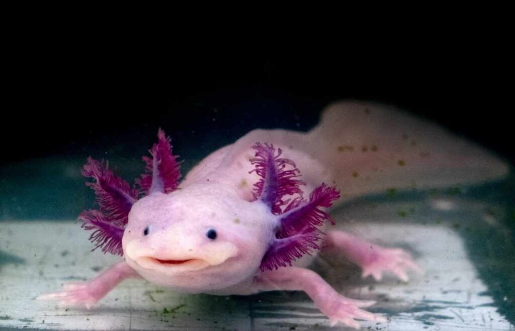 Axolotl