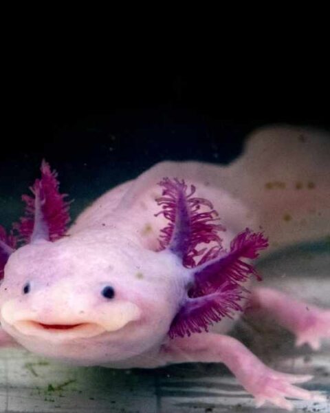 Axolotl