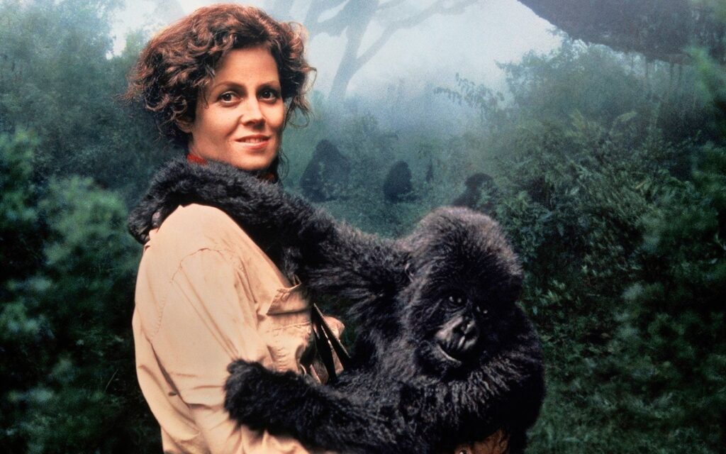 Gorilla nella nebbia