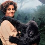 Gorilla nella nebbia