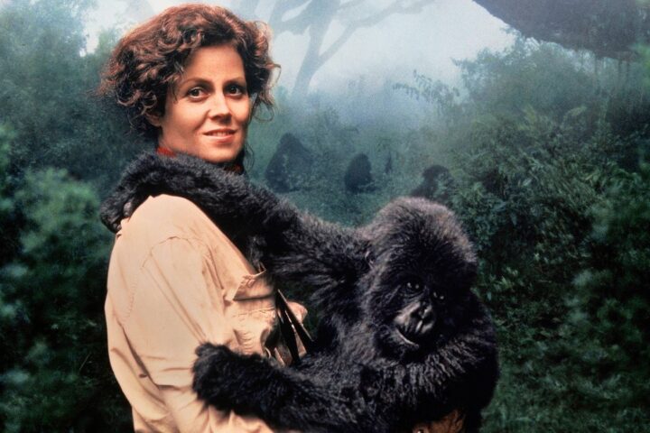 Gorilla nella nebbia