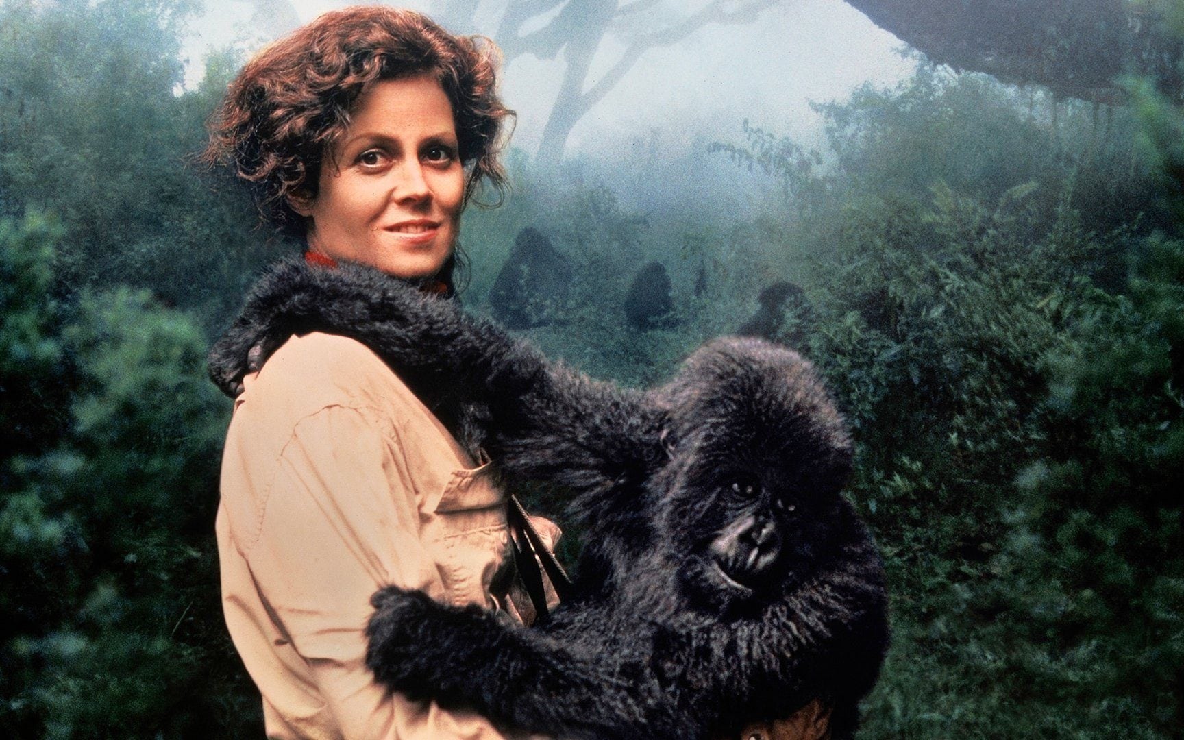 Gorilla nella nebbia