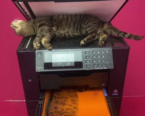 Copycat