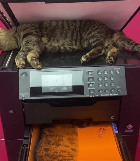 Copycat