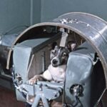 Laika