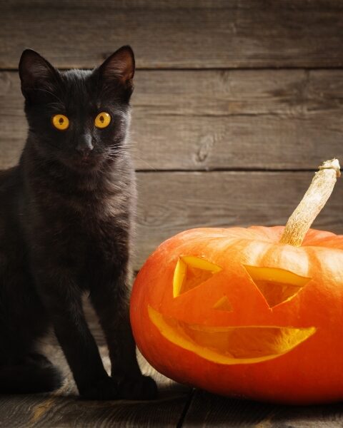 Gatto nero