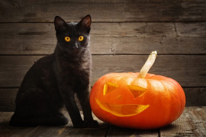 Gatto nero