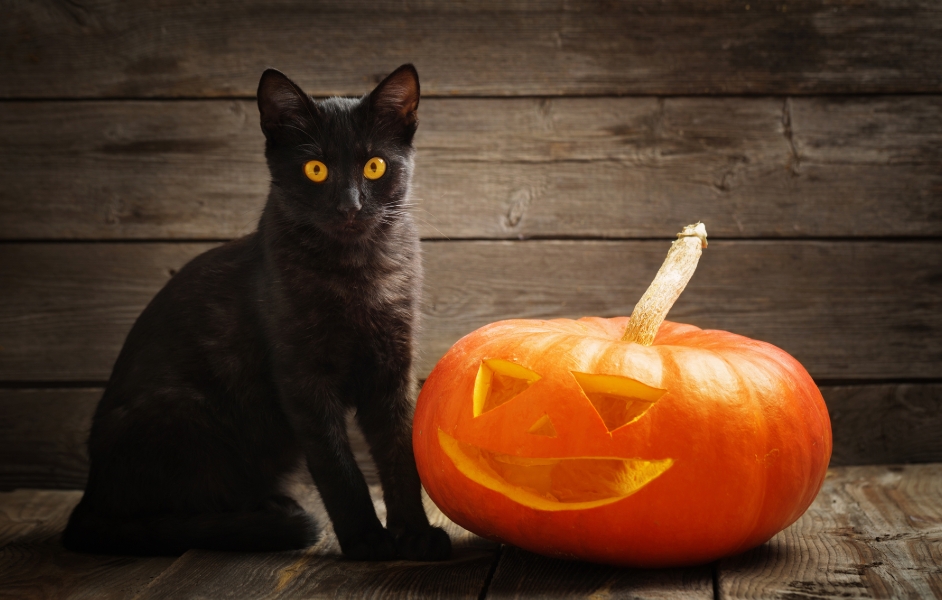 Gatto nero