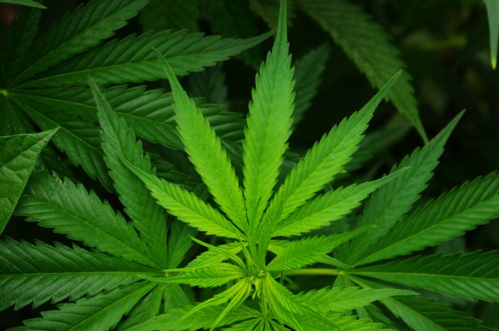 Cannabis