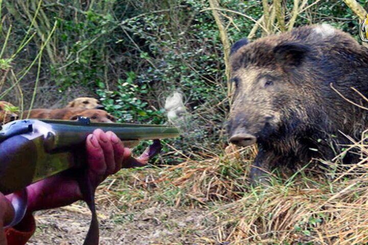 cinghiale