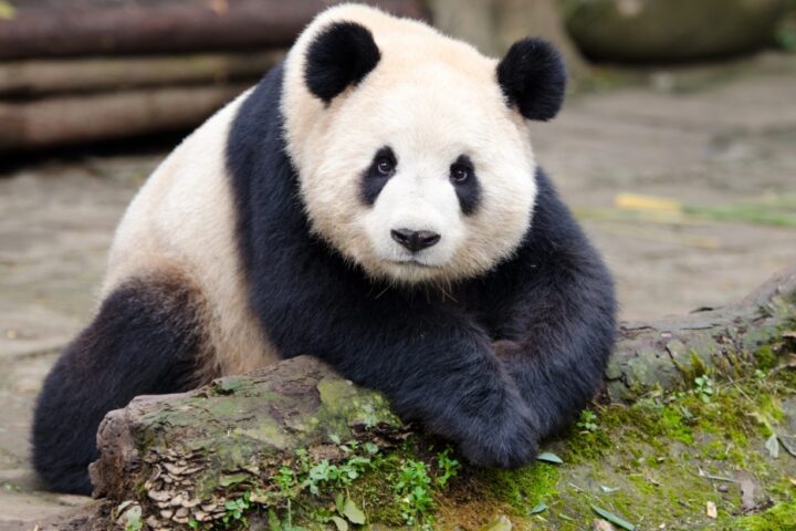 panda