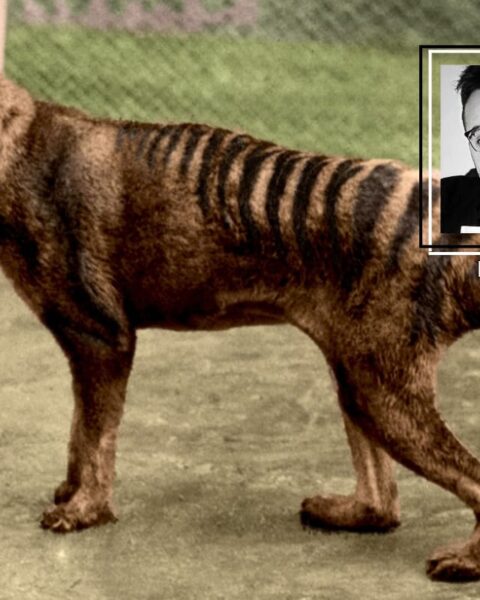 Tigre della Tasmania