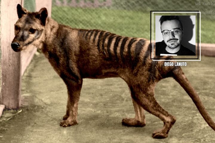 Tigre della Tasmania